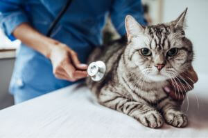 a cat checked by vet