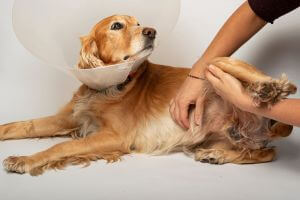 a golden dog wearing surgery cap