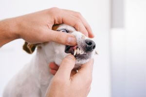 a vet checking a dog teeth
