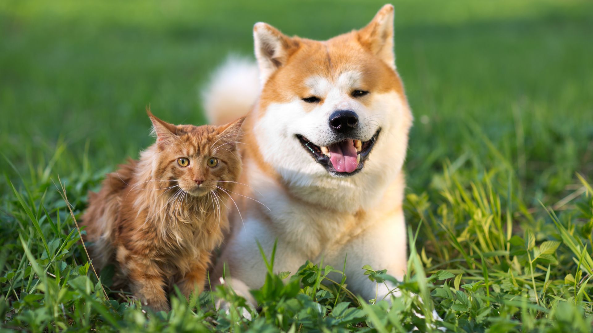 a dog and cat lying in grass