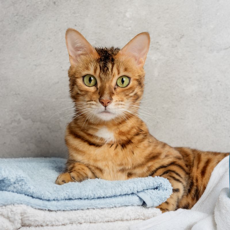 a cat lying on towels