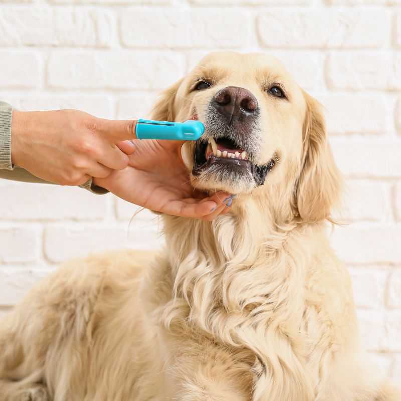 vet brushing cute dog teeth