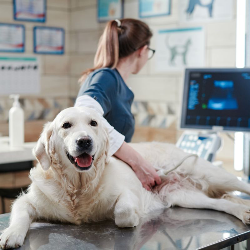 vet performing ultrasound scan on dog