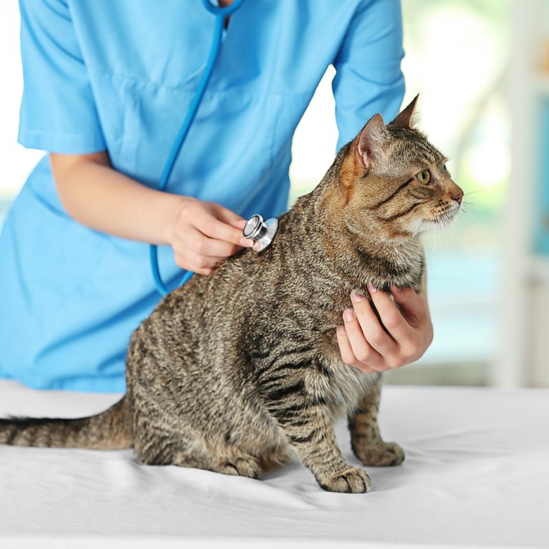 veterinarian checking cat