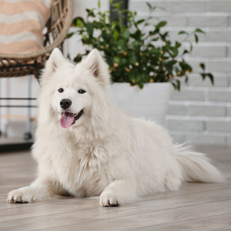 a white dog lying on the floor