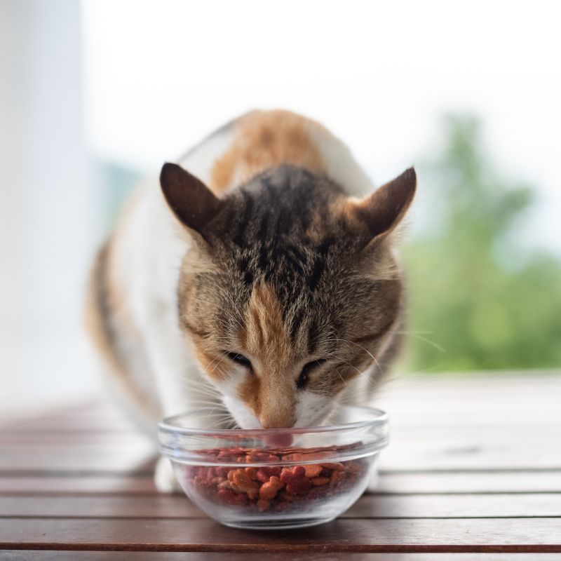 cat eating pet food