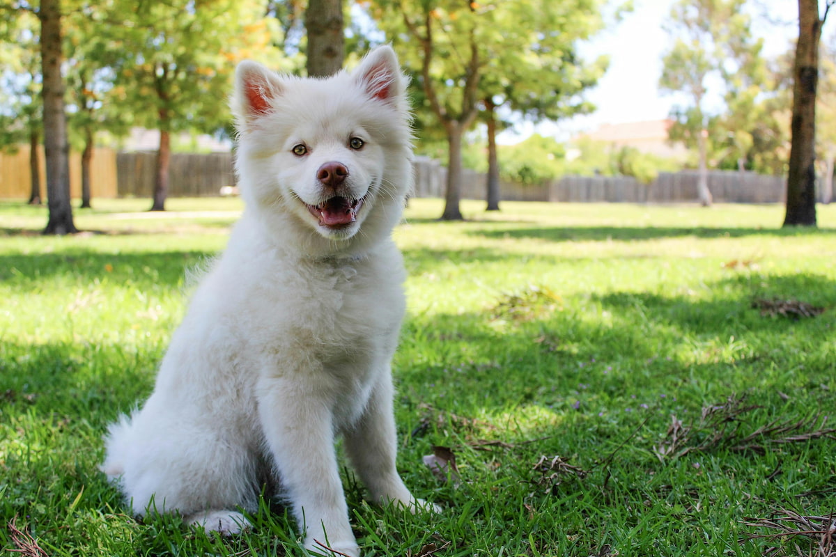 Fluffy white dog, happy, sitting in field with grass and trees