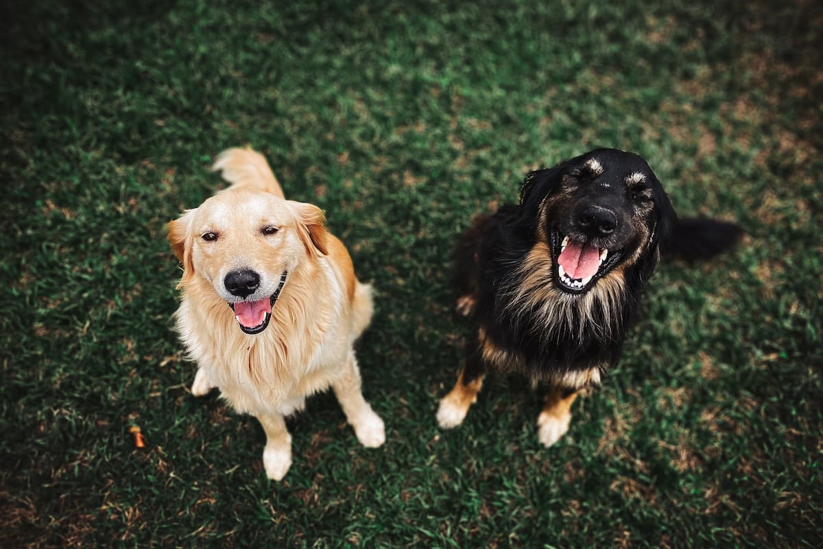 The Importance of Dental Health for Your Pet