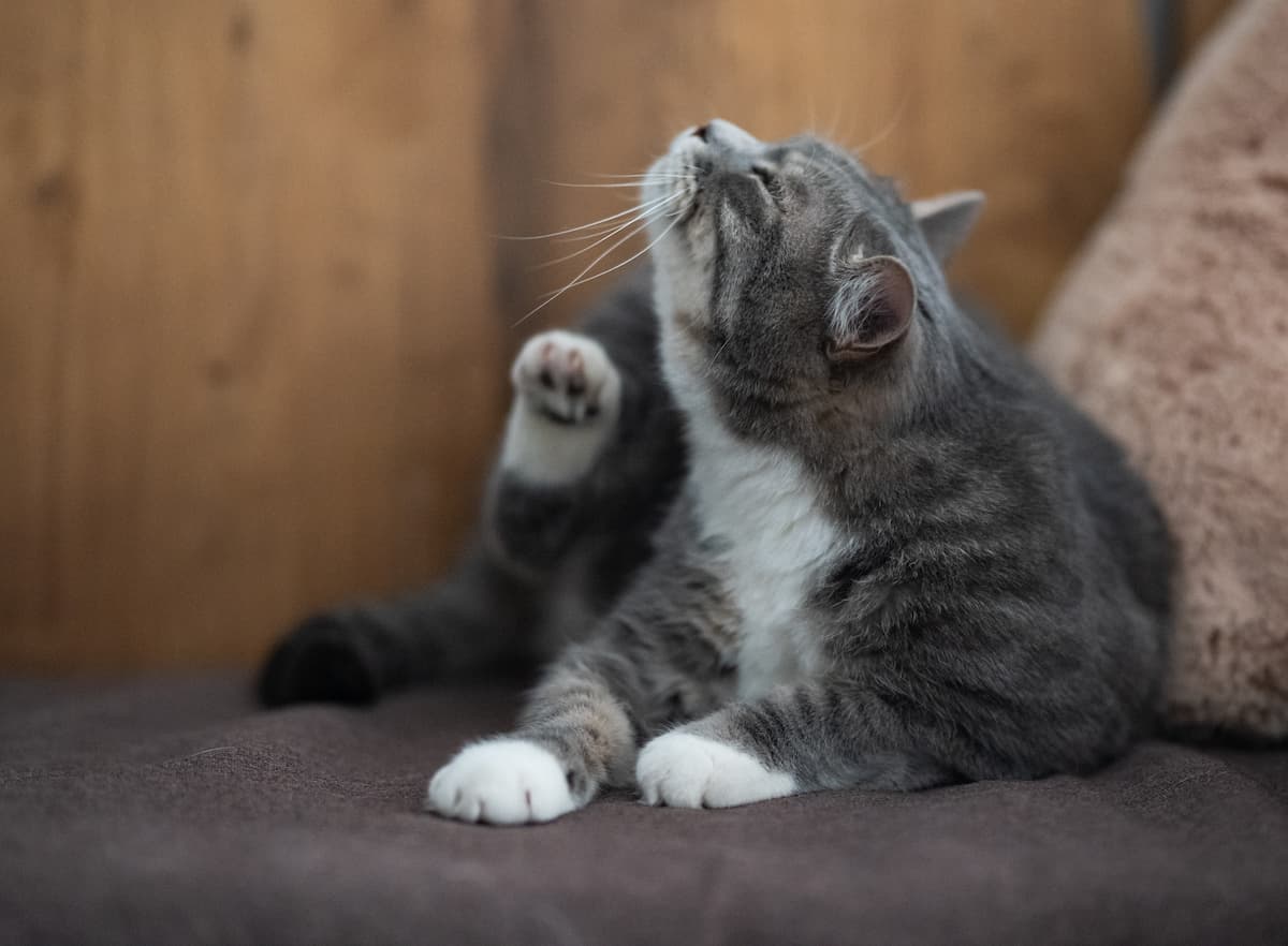 Scratch That Itch: Understanding and Managing Itchy Pets